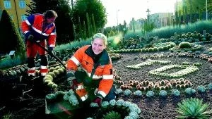 Folkbladets 100-årsjubileum är slut, i alla fall i Carl Johans park där jubileet celebrerats i kaktusgruppen. För igår började kaktusarna att plockas in av bland annat Linda Olsson och Peder Almspång från Stadspartner, för vinterförvaring i Syltens växthus.
Foto: Anita Kjellberg (011-200 462)
anita.kjellberg@folkbladet.se