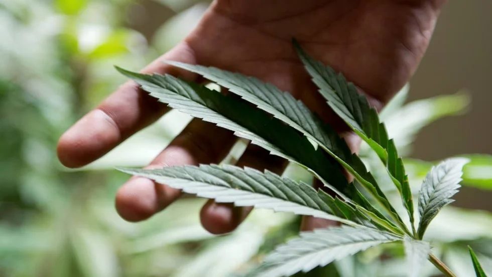 Tillslag. När polisen knackade på fann de mängder av cannabisplantor och annan utrustning för marijuanatillverkning. (Arkivbild)