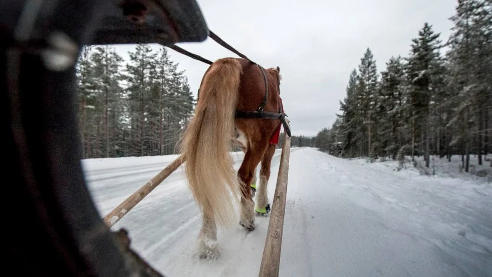 Får man verkligen rida och köra häst på gång- och cykelvägar? undrar skribenten och får Svar direkt från kommunen. Ekipaget på bilden har dock ingenting med fallet att göra. (Arkivbild)