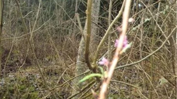 En blommande Tibast fångad på bild i Vånga.