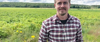 Satsar i Västerbottens regnigaste by – Jonas bytte blåställ mot potatisåker