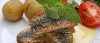Strömming med mynta