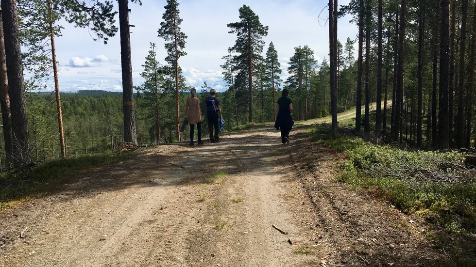 Landskapet mellan Långträsk och Bastuträsk by skiftar flera gånger. Men stora delar är tallhed och det är lätt att gå hela vägen.