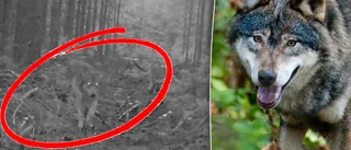 Vargparet har fått ungar – kravet: Skjut allihopa nu