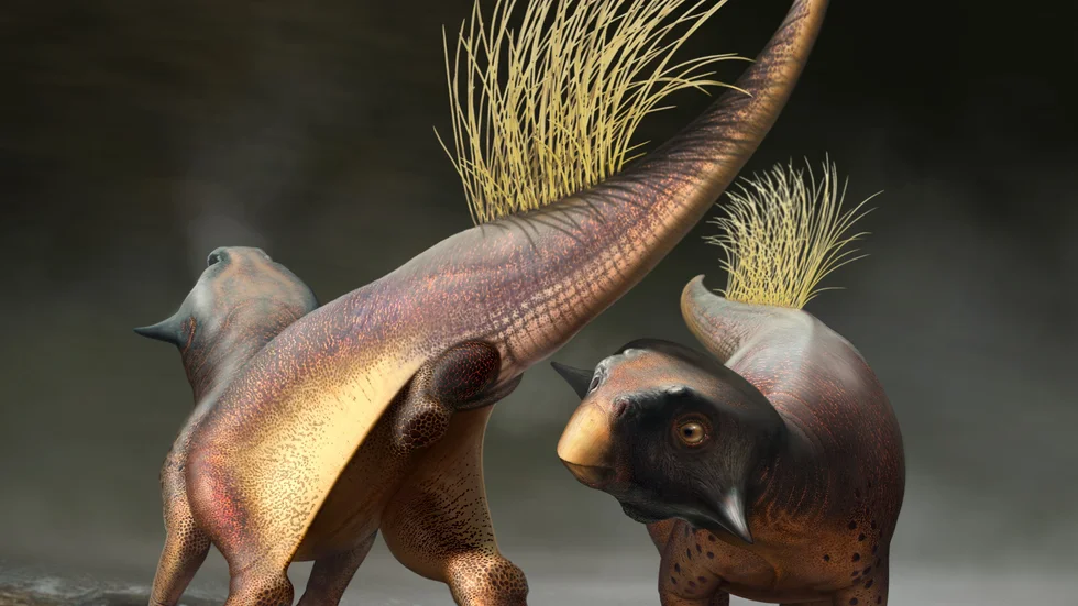 För första gången har forskare lyckats beskriva och rekonstruera en dinosauries kloak, det vill säga den mynning som utnyttjades för både urin, avföring och parning. Precis som hos dagens fåglar och många andra nu levande djur.
