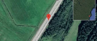 Fallna träd skapar problem i trafiken på E4