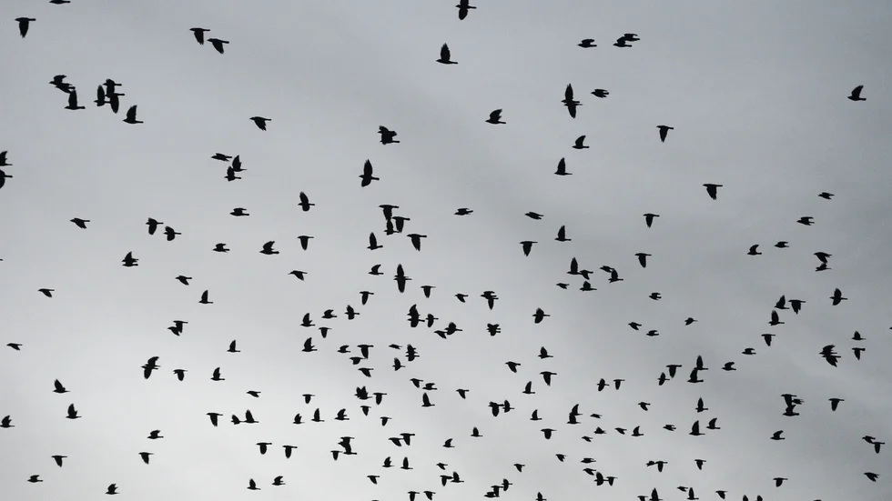 En flock kajor, dock inte i Filipstad. Arkivbild.