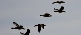 Höstliga bilder från Finspång   