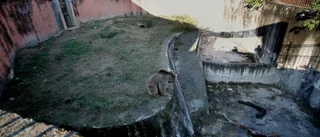 Den ensamma elefantens zoo bommar igen