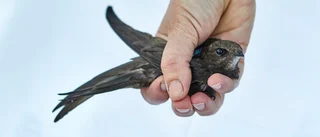Unik livsstil förklarar kedjeflytt