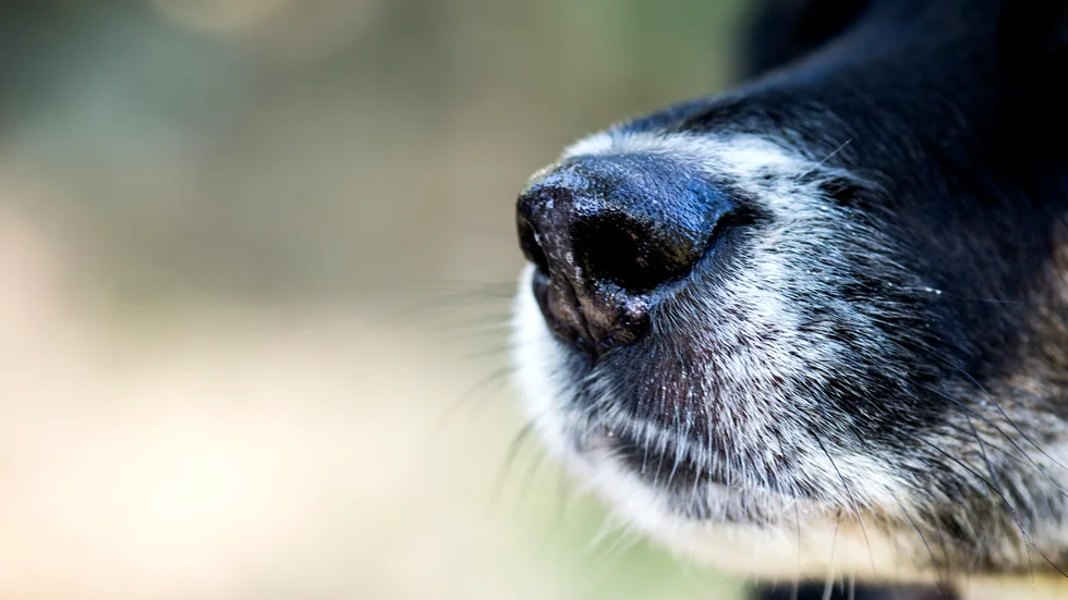 Hunden har bitit personer vid flera tillfällen. Om den kvinnliga ska få behålla sina hund måste den alltid bära munkorg samt vara kopplad när den är utomhus. Hunden på bilden har inget att göra med beslutet.