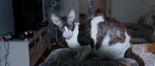 Katten Rebus har ett prisskåp fullt av titlar