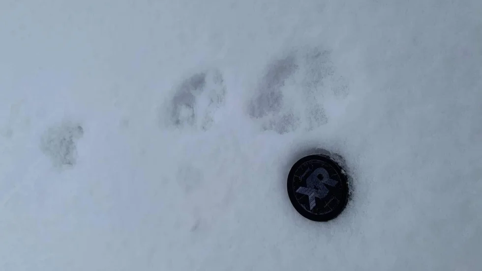 En varg rev i Kalix kommun under helgen. Nu utreder Länsstyrelsen i Norrbotten ärendet.