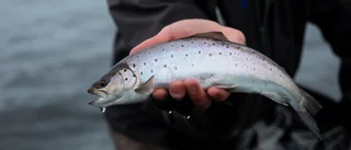 Statkraft skyller ifrån sig om vattendomar