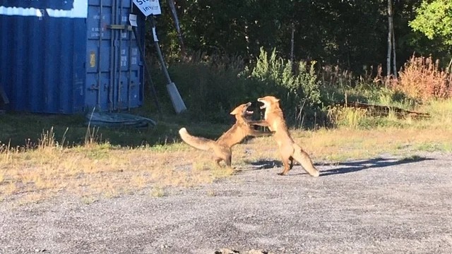 De två gladlynta rävarna lät sig inte störas av att bli fotograferade.
