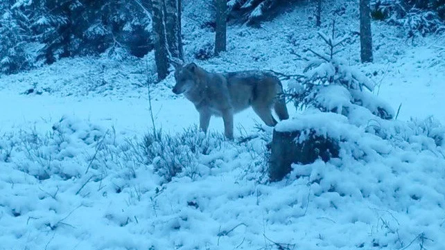 Skånsk varg fotograferad med viltkamera.