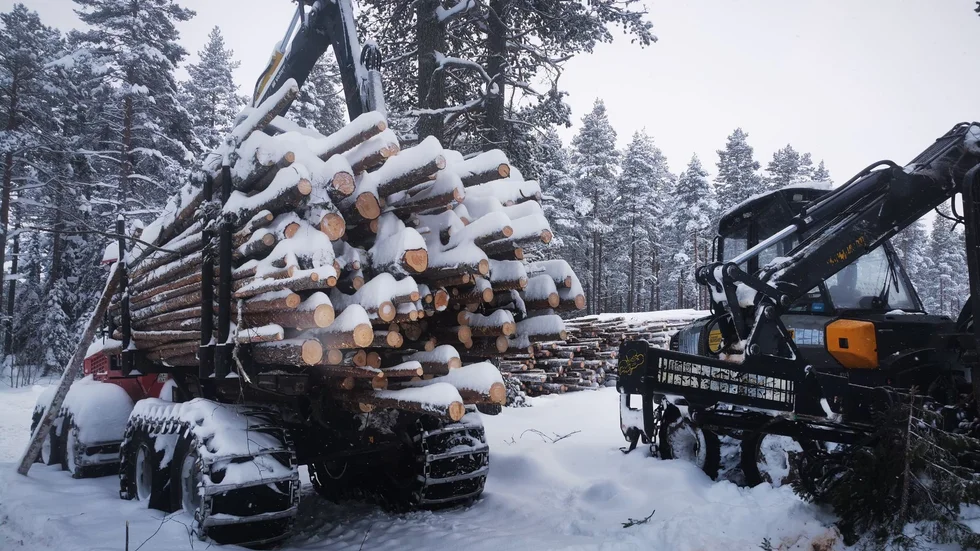 Luleå kommun gallrar just nu i ett område inom Ormberget- Hertsölandets naturreservat. Skogsbruk får bedrivas inom en stor del av området men det måste göras skonsamt.