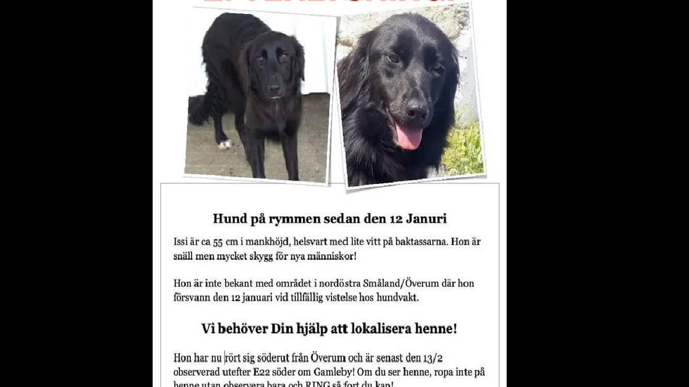 Hunden Issi försvann under en hundpromenad i Överumstrakten den 12 januari. Sökandet pågår för fullt och enligt Carina Berntsson som är ideellt engagerad i sökandet så sågs Issi senast under helgen.