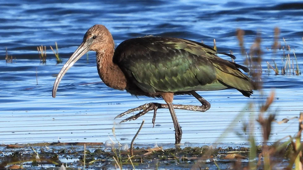 Bronsibisen på besök i Svartåmynningens naturreservat.