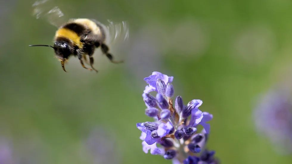 Humlor kan flyga trots att vi tidigare inte kunde förstå varför.