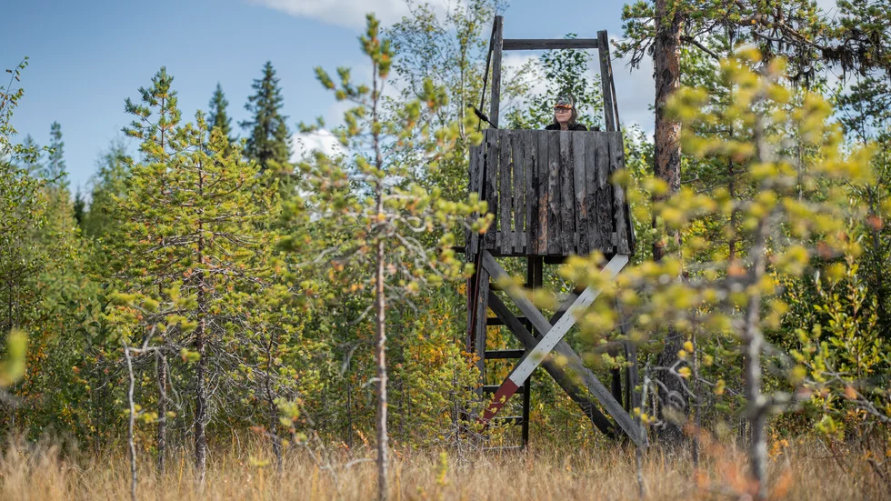 Förutom älg så får man se ganska mycket när man sitter länge i tystnad på passet. Runt lägerelden berättar jaktlaget hur de både blivit skrämda av björn och rådjur.
