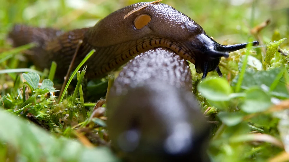 Forskare ska nu kartlägga mördarsniglars rörelsemönster. Arkivbild.