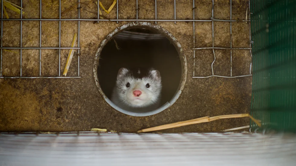 Elva personer döms för olika aktioner mot en minkfarm i Halland. Arkivbild.