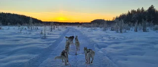 Fartfyllt hundspann i soluppgången        