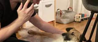 Bortsprungen valp räddades i sista stund ur Fyrisån 