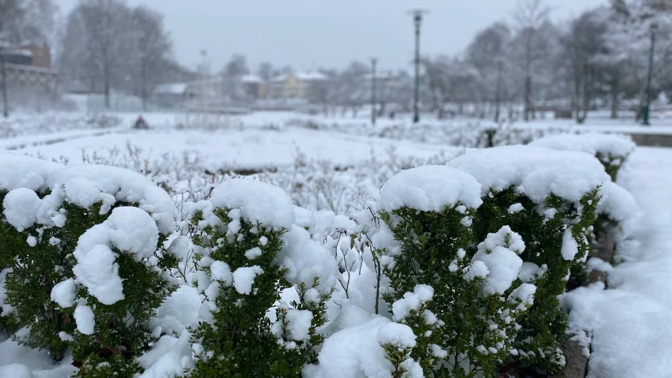 De senaste dagarnas snöfall har klätt Vimmerby i vinterskrud och prognosen tyder på att snön blir kvar även nästa vecka.