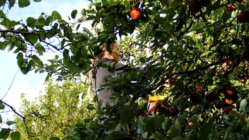 Louise är utbildad fruktträdsbeskärare och plockar ofta frukt samtidigt som hon beskär träden.
