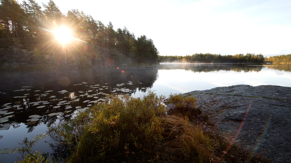 Vargreviren i Sörmland finns i vackra naturmiljöer. Hur många kan det finnas där utan påtagligt försvåra tamdjurshållning? Svaret på den frågan ligger hos länsstyrelsen.