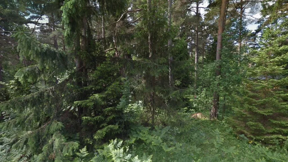 Träkumla Traume 316