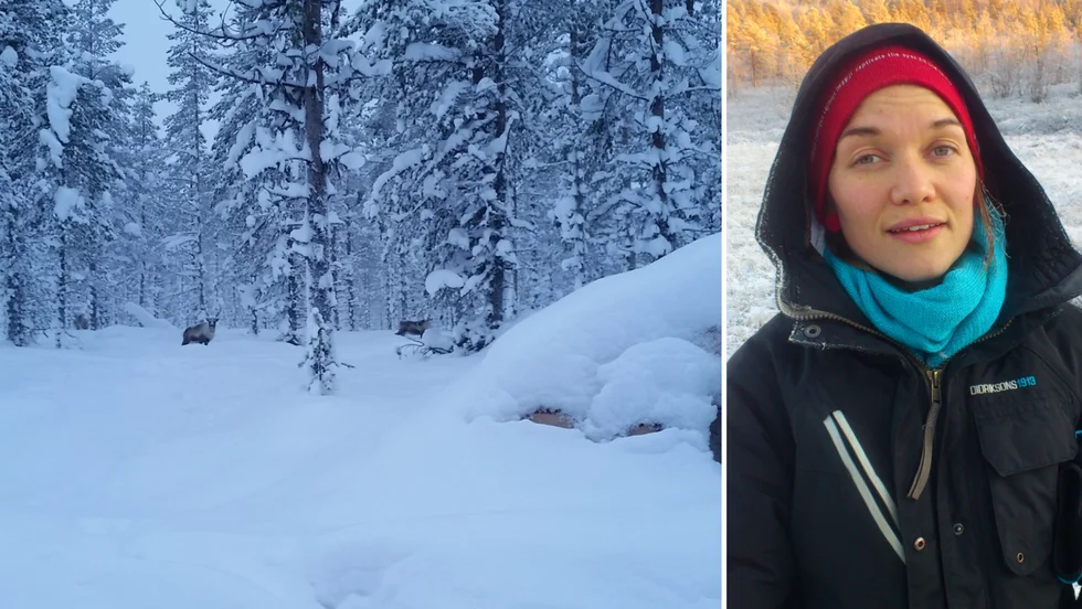Brita-Stina Sjaggo är renskötare i Luokta-Mávas sameby. Hon vittnar om svåra förhållanden med renar som dör. 