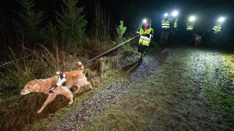 Ljungby några dagar efter försvinnandet 2020: Missing Peoples hundpatrull söker i skog och mark. Arkivbild.