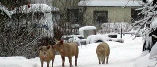 Grisar på rymmen orsakar grannfejd