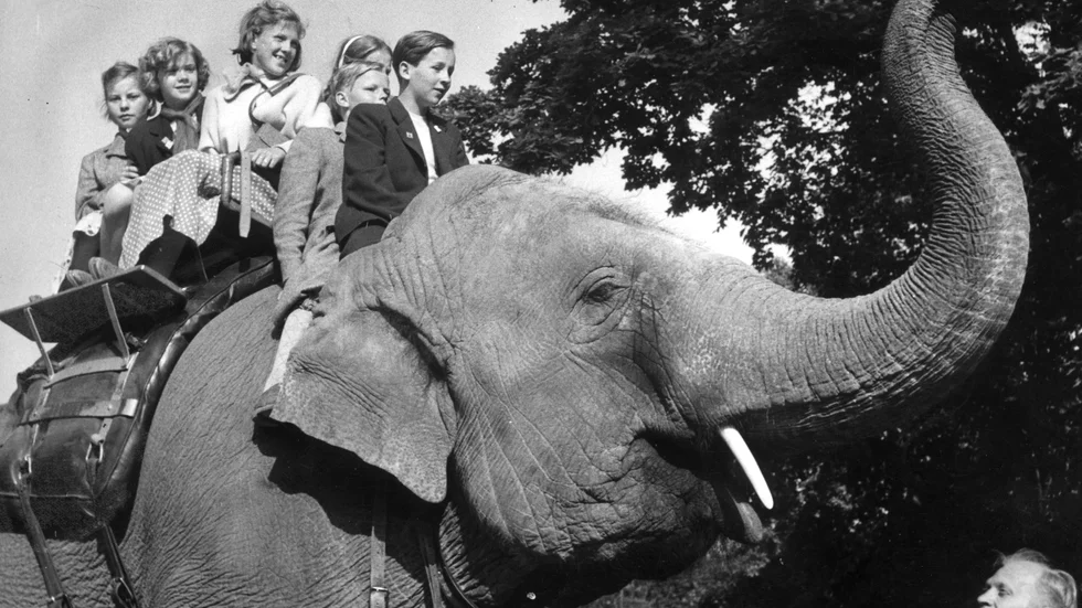 I dag har väl var och varannan svensk sett en livs levande elefant, men år 1806 var det en stor händelse när ett exemplar visades upp på Skänninge marken.