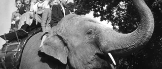 Elefant skapade tumult på Skänninge marken