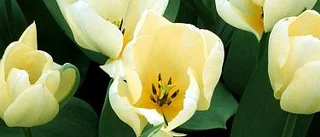 Ut med julen - in med blommorna