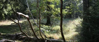 Äntligen ljusnar det i Vallaskogen
