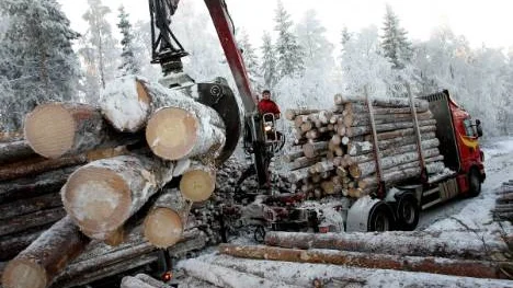 Det har varit minst sagt lönsamt att äga skog, även under lågkonjunkturen.  FOTO: Kurt Engström