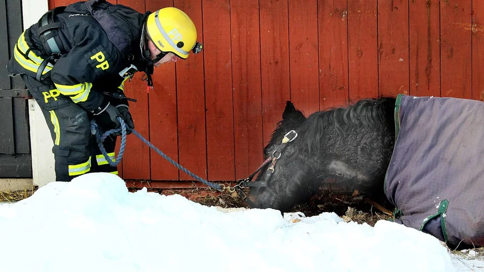 Djurräddare.
Brandförmannen Patrik Palmqvist försöker förmå hästen att resa sig.