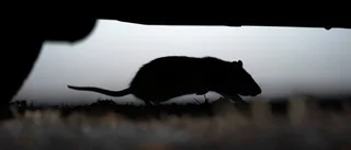 Råttor vill inte lämna Skäggetorp