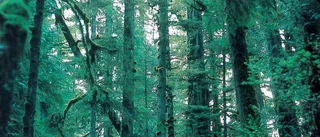 Gödslar snårskogen