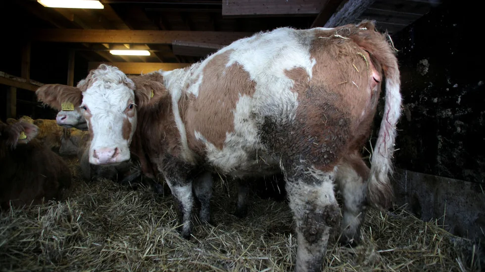 Någon tog sig in i lantbrukarens ladugård och skadade en av hans kor med ett vasst föremål. Foto: Mia Karlsvärd