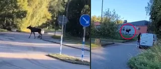 Här springer älgen runt – mitt i centrum: "Blev stressat"