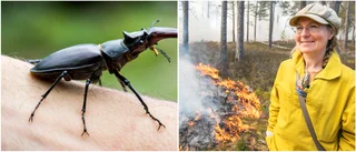 Insekter älskade branden – flera nya arter upptäckta på ön