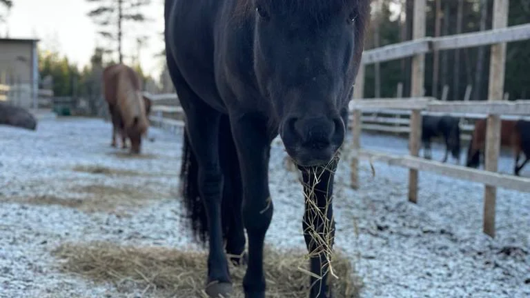 Seifur är en 8-årig valack som finns i ett stall utanför Kiruna. I slutet av januari blev han attackerad i hagen och veterinär kunde kort därpå konstatera att det är ett hundbett. Nu söker ägaren Elle Kemi efter hundägaren. 