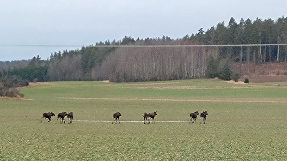 På onsdagen sågs nio älgar i Jäder utanför Eskilstuna.