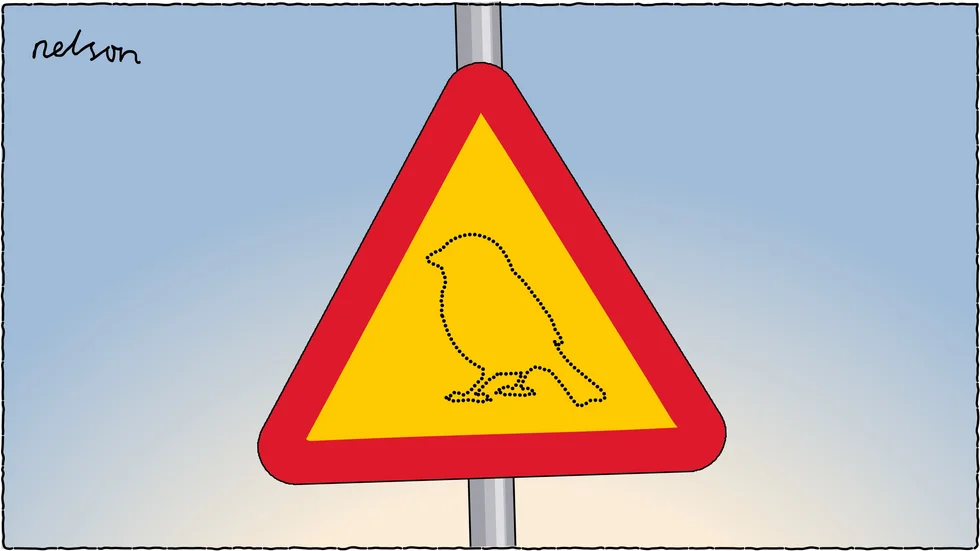 Bygga om en livsfarlig väg? Nej, tyvärr. Det finns en hemlig fågel här. Kanske.